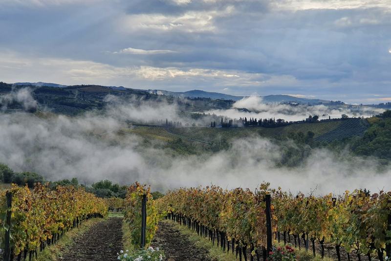 Colinas toscanas con niebla matinal entre las viñas